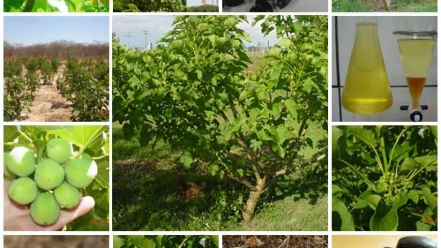 Pólo de biodiesel na PB terá R$ 180 milhões